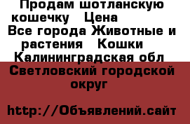 Продам шотланскую кошечку › Цена ­ 10 000 - Все города Животные и растения » Кошки   . Калининградская обл.,Светловский городской округ 